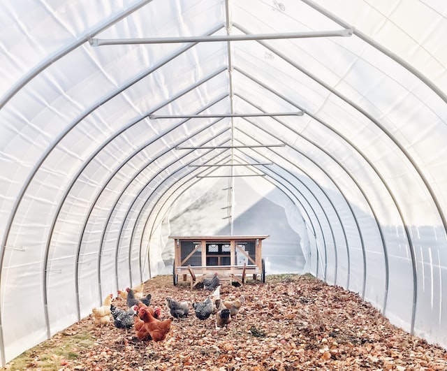 chickens in an iowa greenhouse